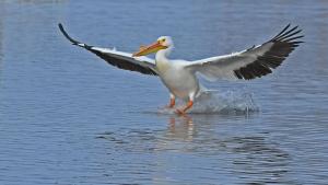 Competition entry: TaDa