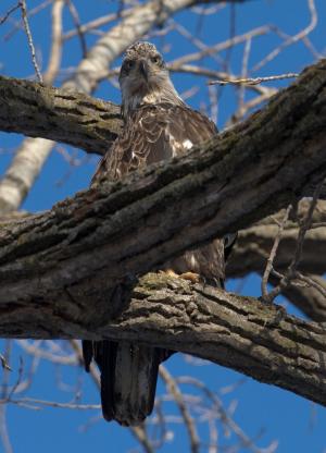 Competition entry: Young Eagle