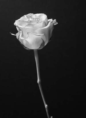 Competition entry: A Rose