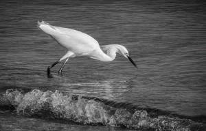 Competition entry: Meal Time