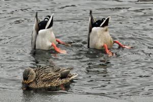 Competition entry: Heads or Tails