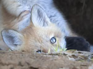 Competition entry: peek a boo