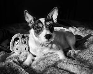 Competition entry: Bucky