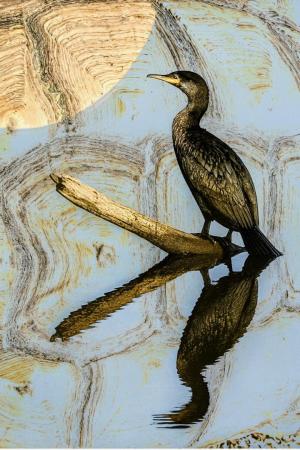 Competition entry: On The Water