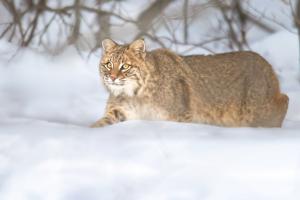 Competition entry: Bob Cat Northern Minnesota 