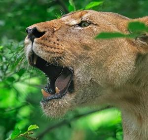 Competition entry: Hello