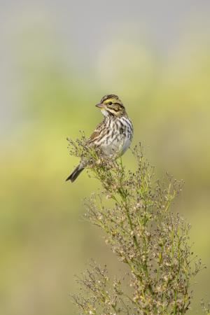 Savannah sparrow