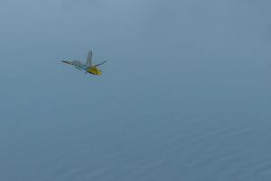 Competition entry: Dragonfly Flying Over Water