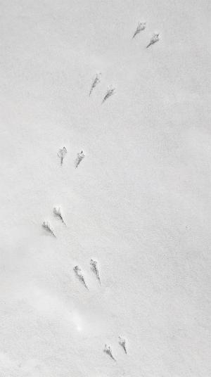 Competition entry: Little Bird