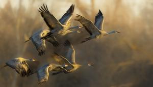 Competition entry: Fall Migration