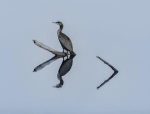 Competition entry: Cormorant Trempealeau Refuge