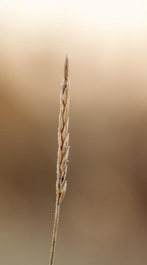 Competition entry: Frost