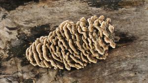 Competition entry: Fungi 1