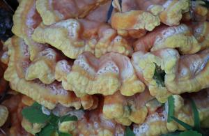 Competition entry: Fungi 2