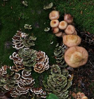 Competition entry: Motherload