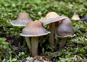 Competition entry: Mushroom Family