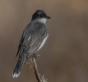 Eastern King Bird
