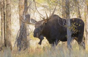 Competition entry: Big Moose 