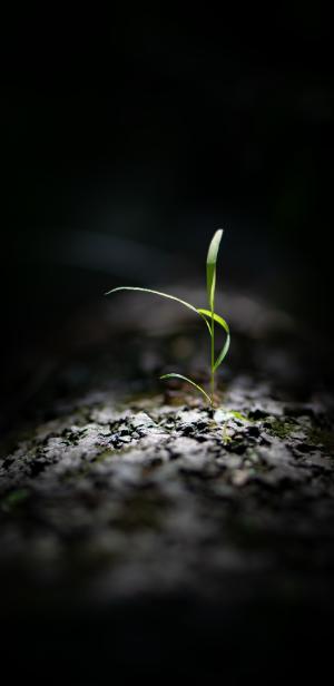 Grass growing from a log.