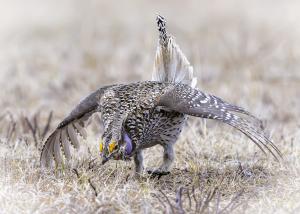 Sharp-tailed grouse male dispaying