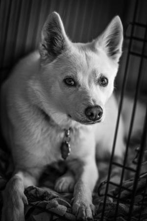 Competition entry: Huskimo