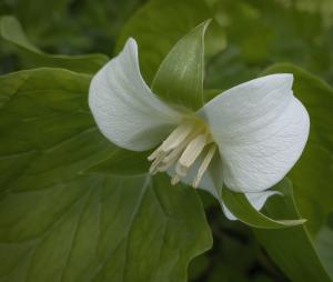 Competition entry: Nodding Trillium
