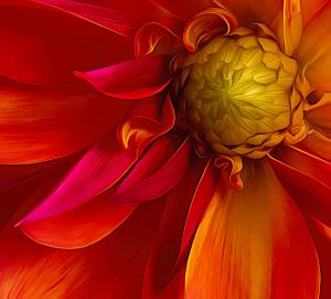 Competition entry: Dahlia