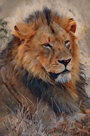Competition entry: lion
