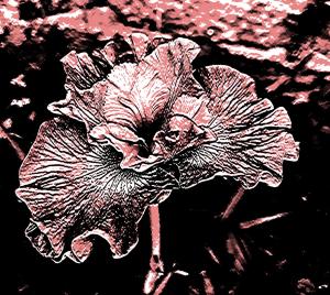 Competition entry: Pena and ink Iris