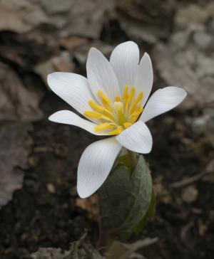 Competition entry: Blood Root