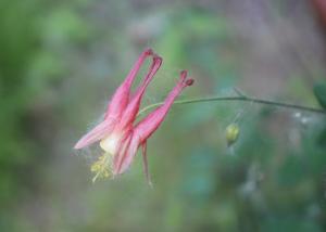 Competition entry: Columbine