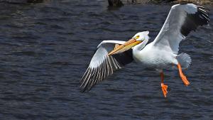 Competition entry: heading in