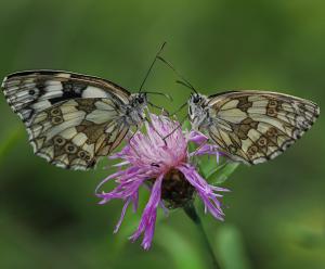 Competition entry: Last Butterflies of the Season