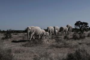 Competition entry: The Herd