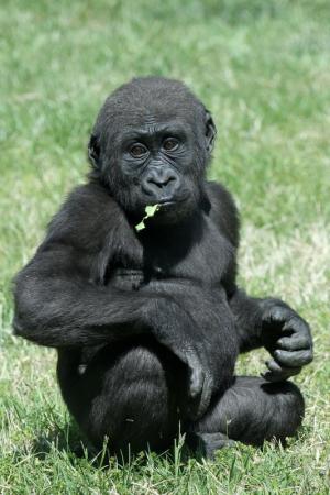 Competition entry: Baby Gorilla - Wichita Zoo