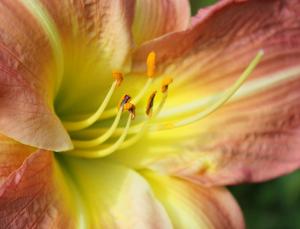 Competition entry: Peach Daylily