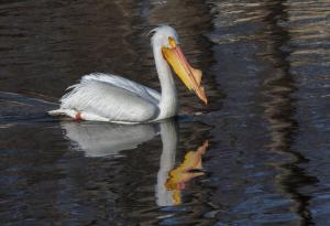 Competition entry: American White Pelican