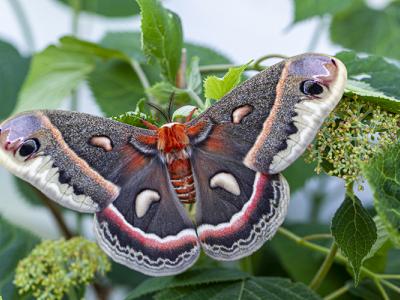 cecropia