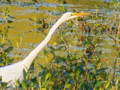 Egret, LaCrosse Marsh, Monet-like landscape