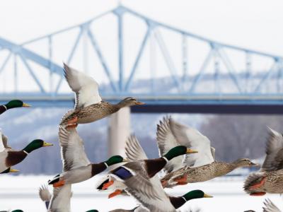 Ducks flying close to camera with the blue bridges in the background.
