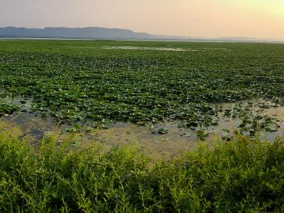 Panoramic view of the river at sunset. The river is filled with greenery.