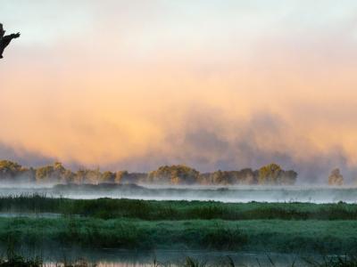 A dead tree is on the left and the fog rising from the river behind it.