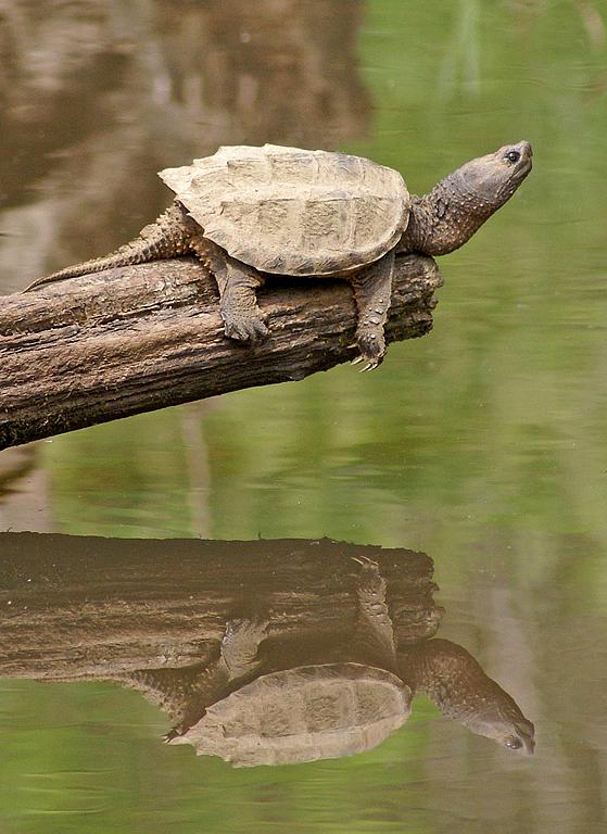 Maker: Al Sheldon Entered in: 2011 September Competition - A Open Score: 37 points  1st PlaceJudge's comments: Great reflection. Turtle looks relaxed.  Nice muted background and depth of field. Good that the dividing line not dead center.Maker's comments: 