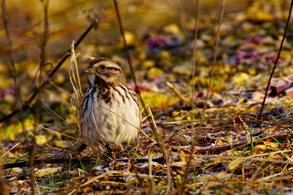 Maker: Joe Baumann Entered in: 2016 October Competition - B Nature Score: 33 points  1st PlaceJudge's comments: Very sharp; nice colors and frost; great capture of something this small; consider cropping as a verticalMaker's comments: I had a series of good photos of Song Sparrows shot this spring in the Kickapoo Valley Reserve. This photo was  taken on an April morning around sunrise and frost still had not thawed from the ground. This little bird got about four feet away from me while it was looking for food. I shot it at 300mm on an old Sony A-mount lens that was adapted for my Sony E-mount camera. Because of the different mounts, I did not have autofocus or lens stabilization, and had to manually focus and use a high shutter speed to ensure sharpness.