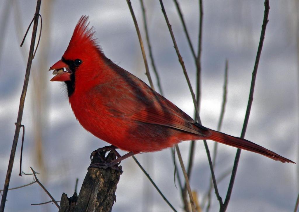 Maker: Mike Hanson Entered in: 2018 January Competition - A Nature Score: 38 points  1st PlaceJudge's comments: Great composition; lots of detail in the feathers; cardinal pops; great bokeh; nice actionMaker's comments: 