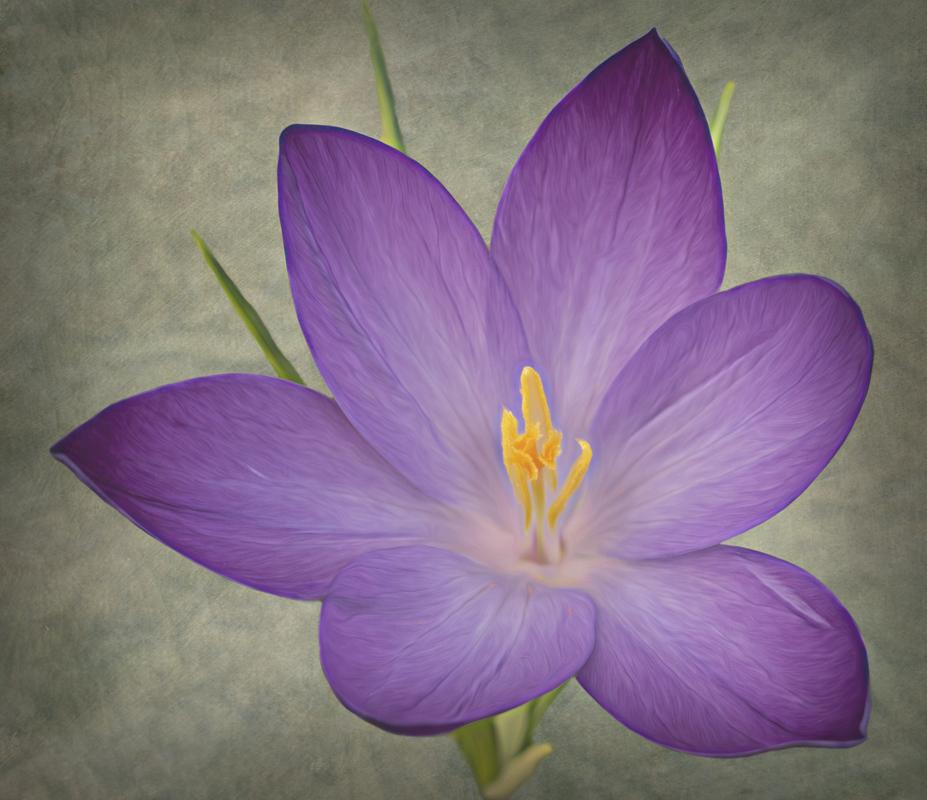 Maker: Sue Retzlaff Entered in: 2021 April Competition - A Creative Score: 41 points  1st PlaceJudge's comments: Beautiful crocus; well-placed; nice complementary colorsMaker's comments: 