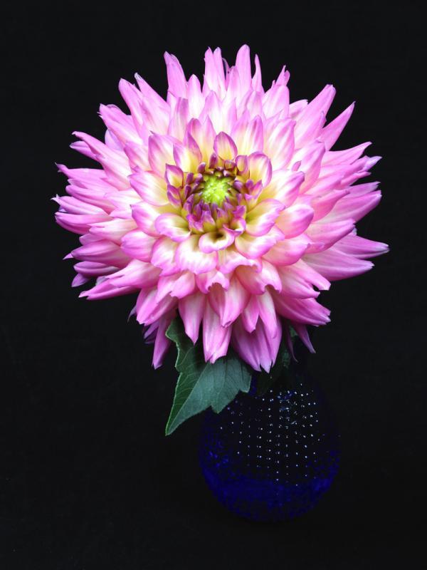 Maker: Kristi Olson Entered in: 2021 May Competition - A Prints Score: 37 points  1st PlaceJudge's comments: Excellent focus; black background makes the flower pop; bead texture on the vase was hard to distinguish in the printMaker's comments: 