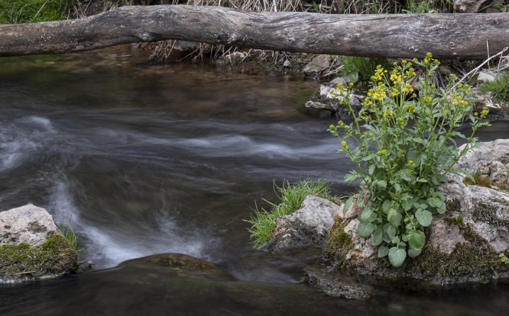 Maker: Kevin Millard Entered in: 2021 May Competition - B Open Score: 30 points  1st PlaceJudge's comments: Very nice slower shutter speed; well-balanced; great use of the log to cover potential distractions; the flowering weed provides a nice spot of color; very sharpMaker's comments: 