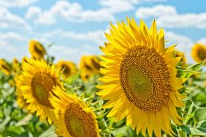 A field of sunflowers.