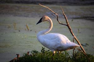 Swan in marsh by Myrick Park.